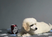 2 KC Registered handsome toy poodle puppys