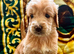 STUNNING AUSTRALIAN GOLDENDOODLE PUPPIES