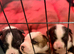 BULLDOG X BORDER COLLIE PUPPIES