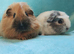 Beautiful boy guinea pigs nice colours