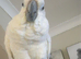 North Dorset Parrot Rescue / Sanctuary