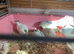 Jumbo quail English whites