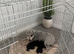 Pups for sale