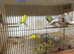 Young Budgies