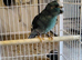 Blue Cream Kakariki