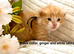 Pedigree Siberian kittens