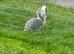 2 rabbits