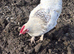 Chicken and 1 cock
