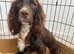 F1 Male Cockapoo