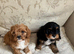 Cavapoo (Girls)