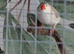 Zebra finches