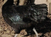 Ayam Cemani fertile eggs for hatching