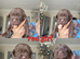 BEAUTIFUL PUPPIES FROM FULLY HEALTH-TESTED PARENTS