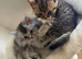 Beautiful kittens Scottish