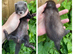 Kits chocolate and angora carriers
