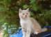 Gorgeous British shorthair kittens available
