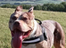 American bully
