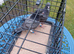 Racing pigeons