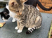 Bengal cross