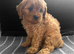 cavapoo pups ready now