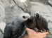 Friendly HandReared Super Tame Cuddly African Grey Parrot,25