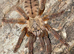 OBT USAMBARA Orange, P MURINUS