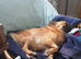Midge-18mth intact submissive sweet Pomchi needs new home