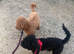 Miniature labradoodles