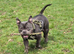 Jax the pocket bully