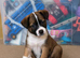 Bullmastiff X border collies