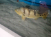 Peacock bass