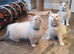 Beautiful GCCF Registered Ragdoll Kittens.