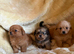 Beautiful Dachshund x Pomeranian Puppies