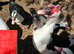 Gorgeous muscovy females available