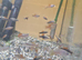 40 Swordtails ready to go