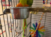Baby orange and green lovebird