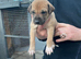 Lurcher pups