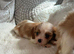 Cavalier King Charles pups