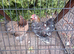 A pair of Pekin bantams 4 months old