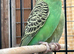 Young budgies