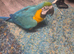 1 year old hand reared tame blue and gold macaw