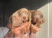 Exceptional Miniature Dachshund Puppies &ndash; Isabella & Blue