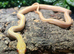 Hybino Everglades Rat Snake