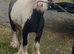 For sale Bruno,mini cob colth