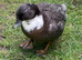 2 x female call ducks for sale