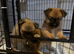 Beautiful Pomchi puppies for sale