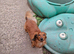 Gorgeous friendly shaded red miniature dachshund boy
