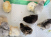 USA Silkie Day Old Chickens
