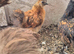 X2 silkie growers