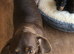 Dachshunds looking for new homes